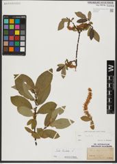 Foto von Salix hastata L.